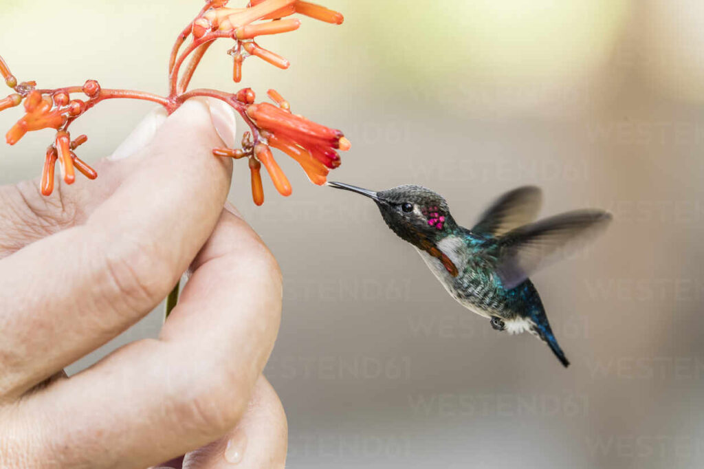 10 Smallest Birds in the World