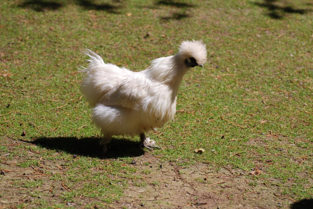 10 Most Beautiful Chickens in the World