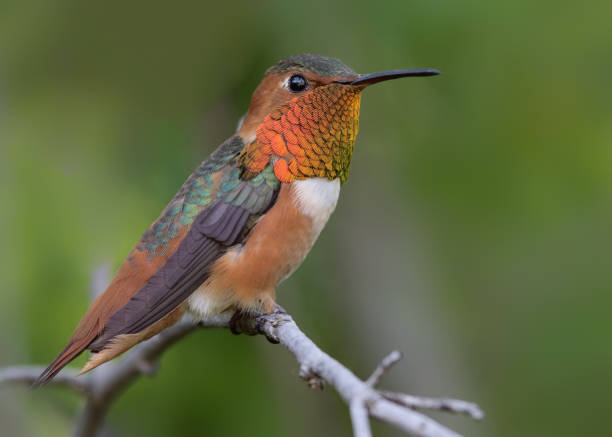 10. Allen’s Hummingbird (Selasphorus sasin)