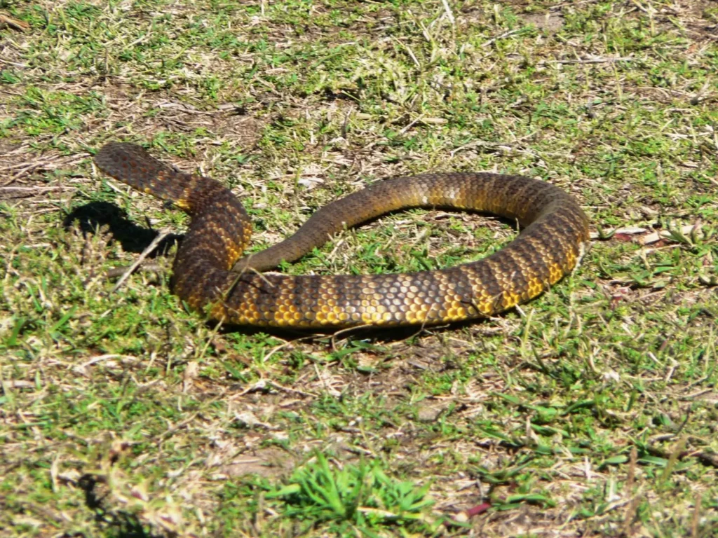 The 10 Most Venomous Snakes in the World