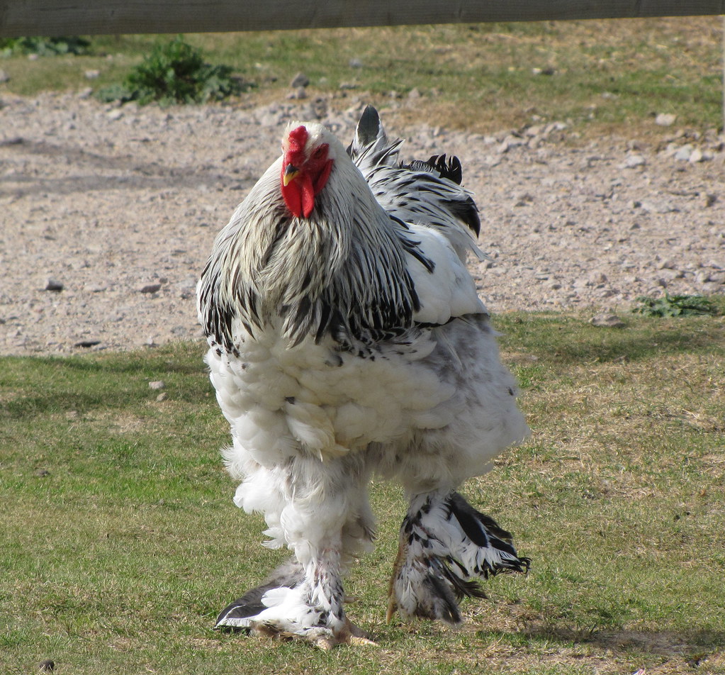 10 Most Beautiful Chickens in the World