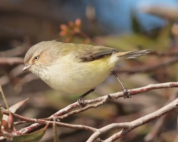 10 Smallest Birds in the World