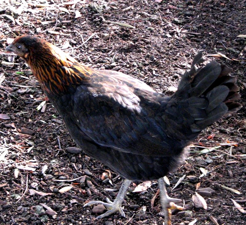 Top 10 Fighter Chickens in the World