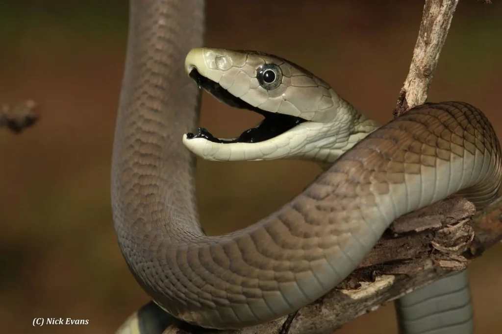 The 10 Most Venomous Snakes in the World