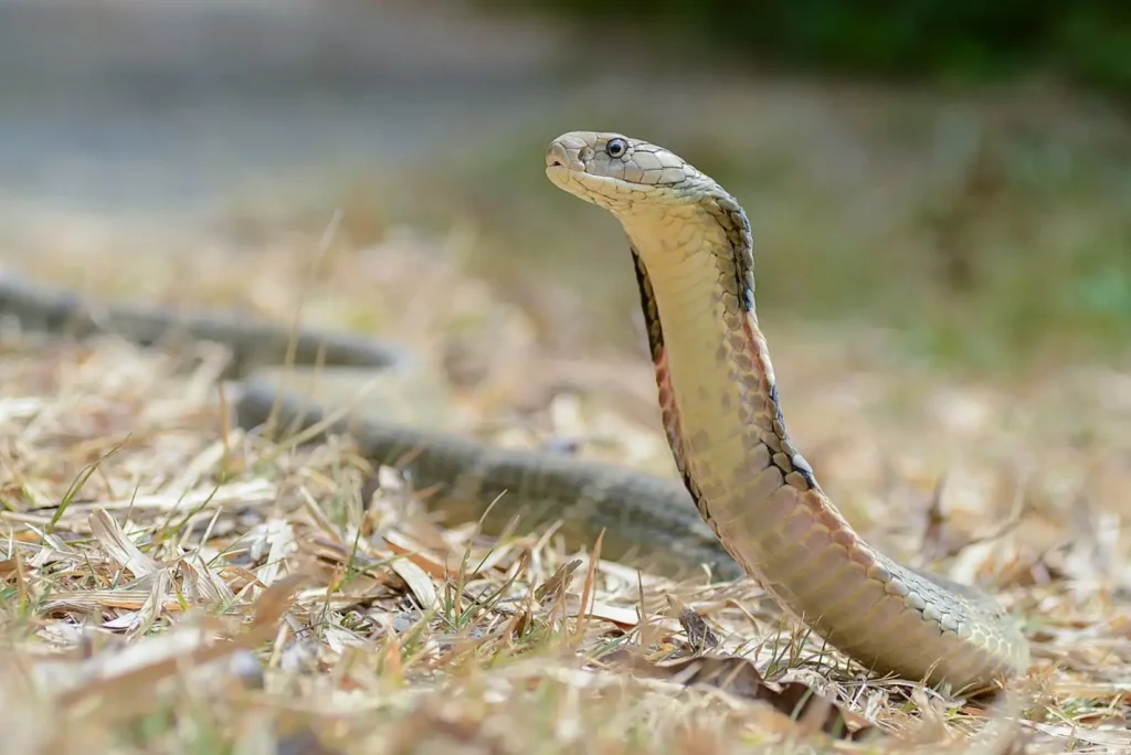 The 10 Most Venomous Snakes in the World