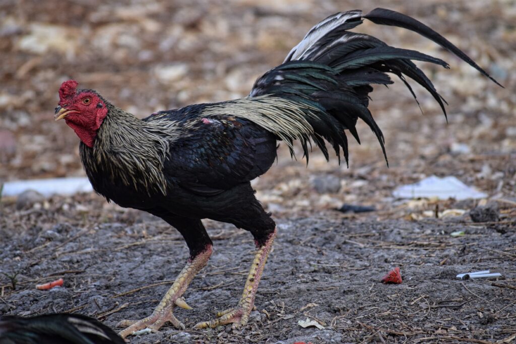 Top 10 Fighter Chickens in the World