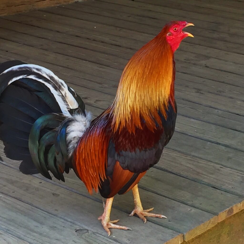 Top 10 Fighter Chickens in the World