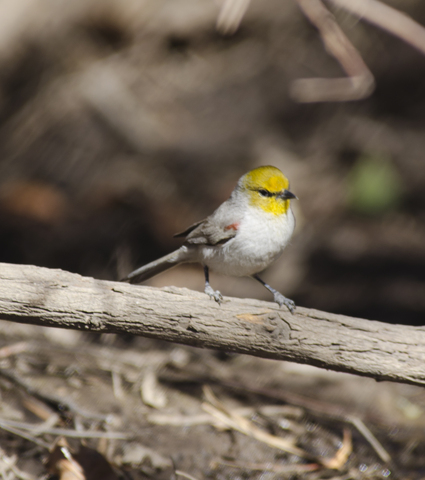 10 Smallest Birds in the World