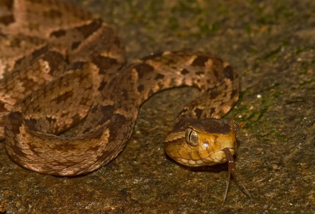 The 10 Most Venomous Snakes in the World