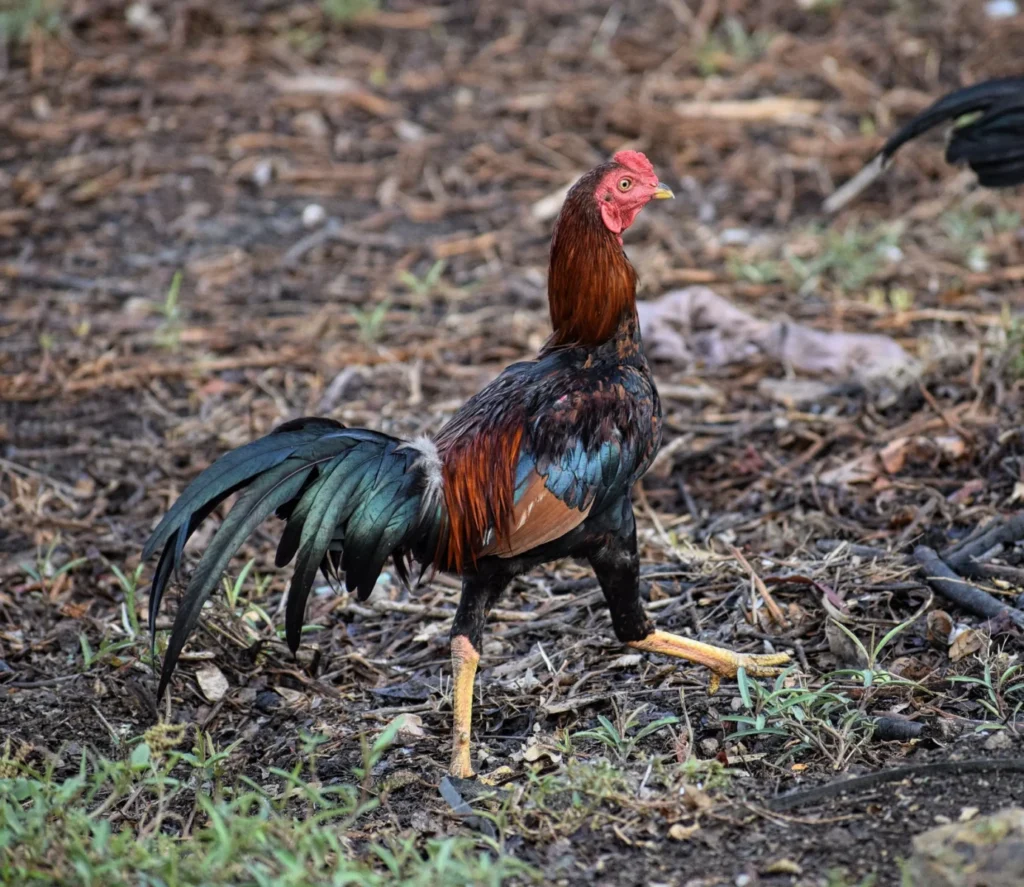 Top 10 Fighter Chickens in the World