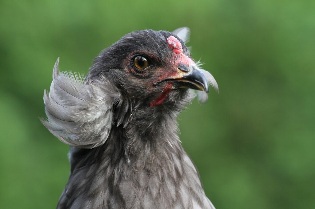 10 Most Beautiful Chickens in the World