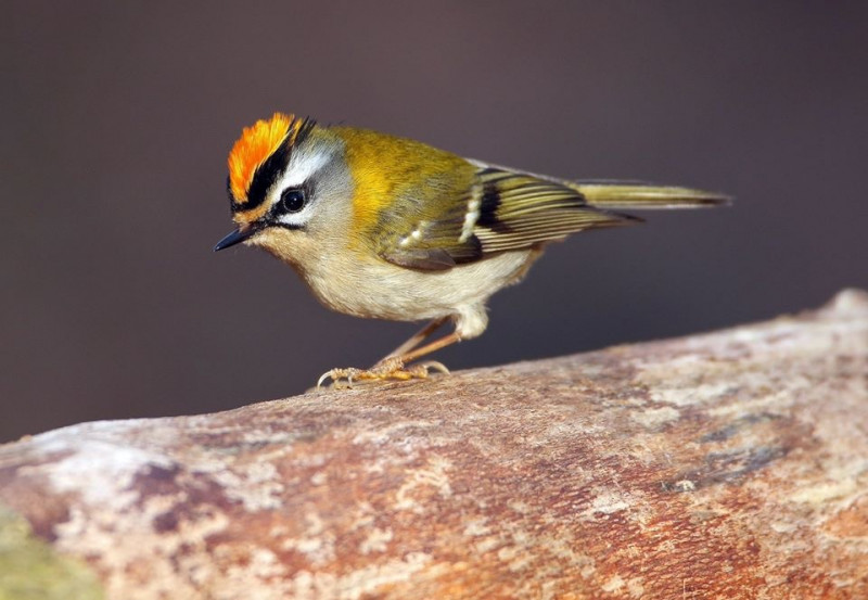 10 Smallest Birds in the World