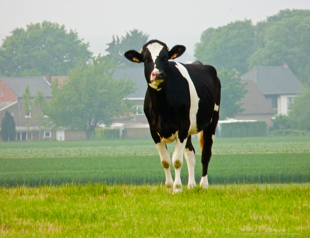 Famous Black and White Animals