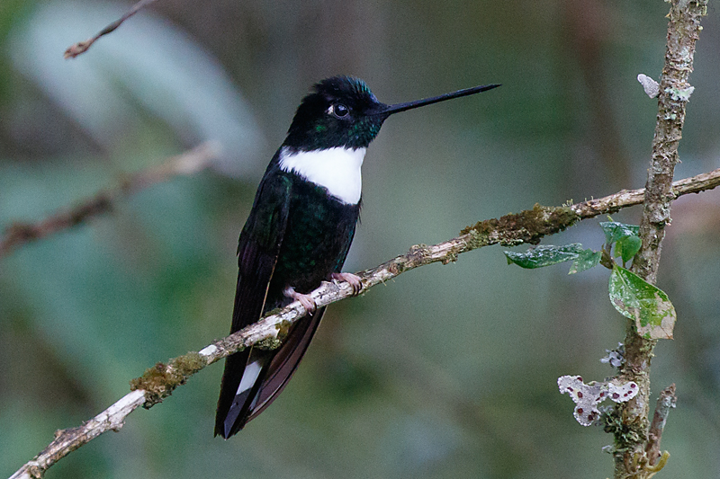 10 Smallest Birds in the World