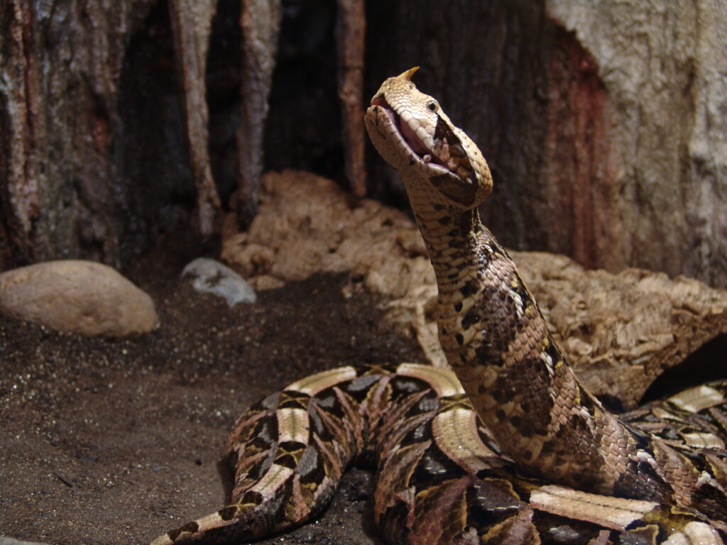 The 10 Most Venomous Snakes in the World