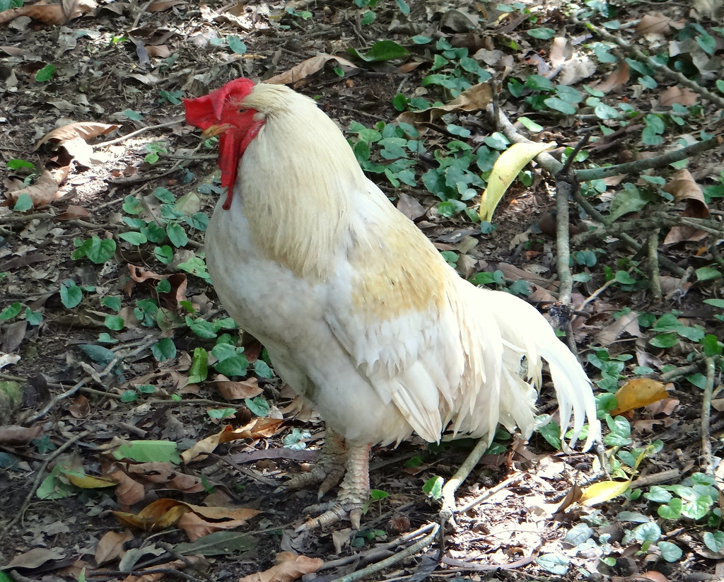 Top 10 Fighter Chickens in the World