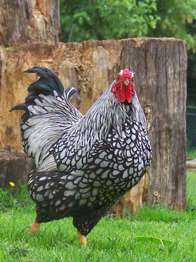 10 Most Beautiful Chickens in the World