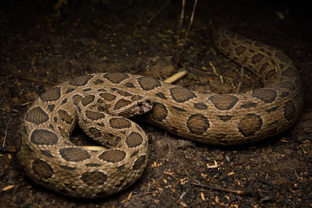 The 10 Most Venomous Snakes in the World