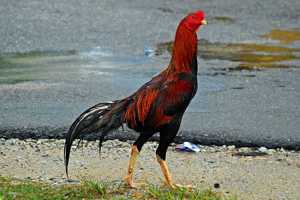 Top 10 Fighter Chickens in the World