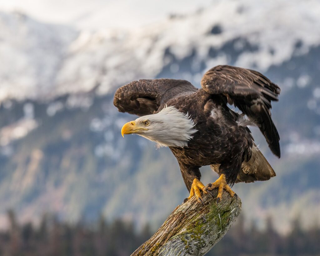 Top 10 Hunting Eagles in the World