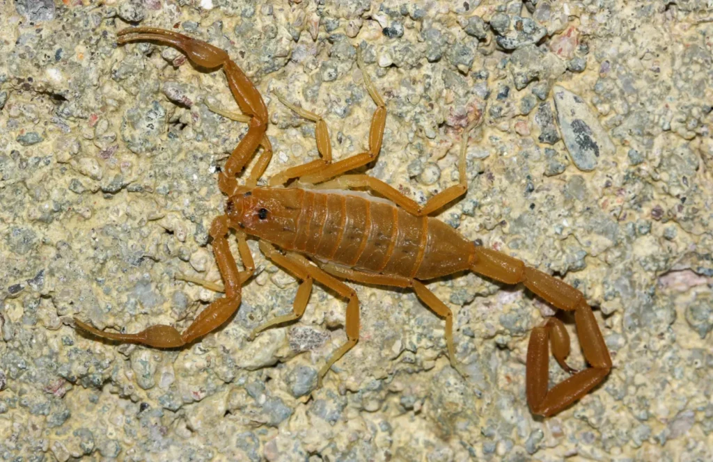 Bark Scorpion (Centruroides exilicaudatus)