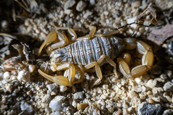 Bark Scorpion (Centruroides exilicaudatus)