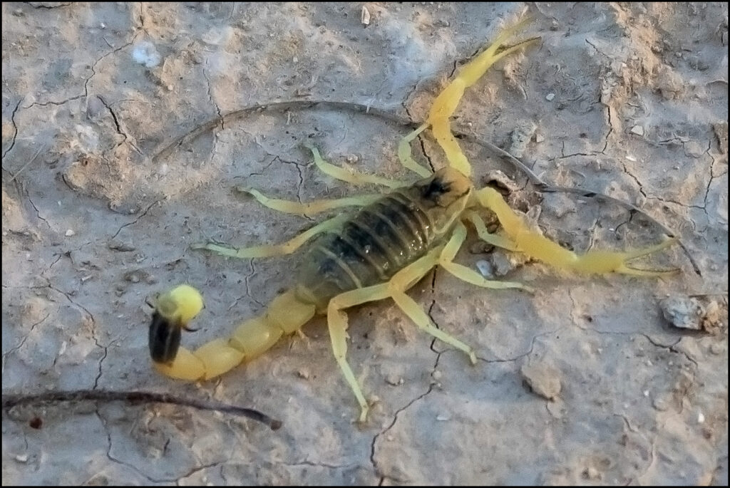 10 Most Dangerous Scorpions in the World