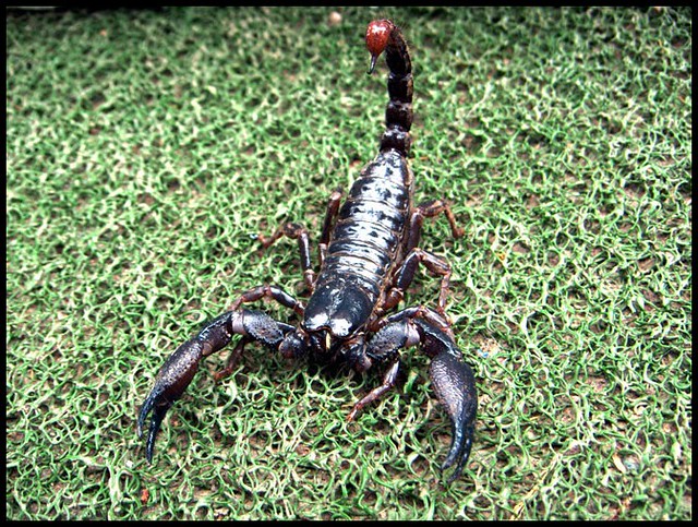 Emperor Scorpion (Pandinus imperator):