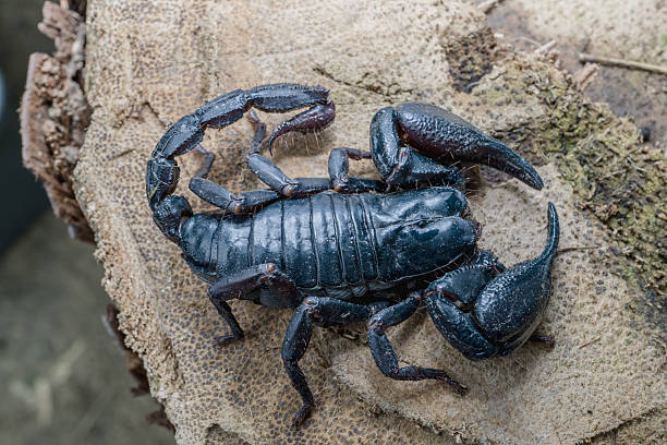 Bark Scorpion (Centruroides exilicaudatus)