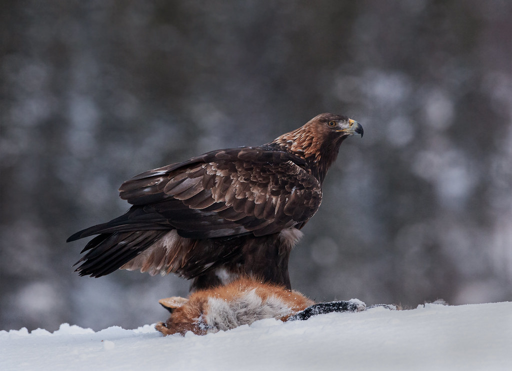 Top 10 Hunting Eagles in the World