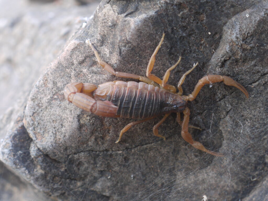 Bark Scorpion (Centruroides exilicaudatus)