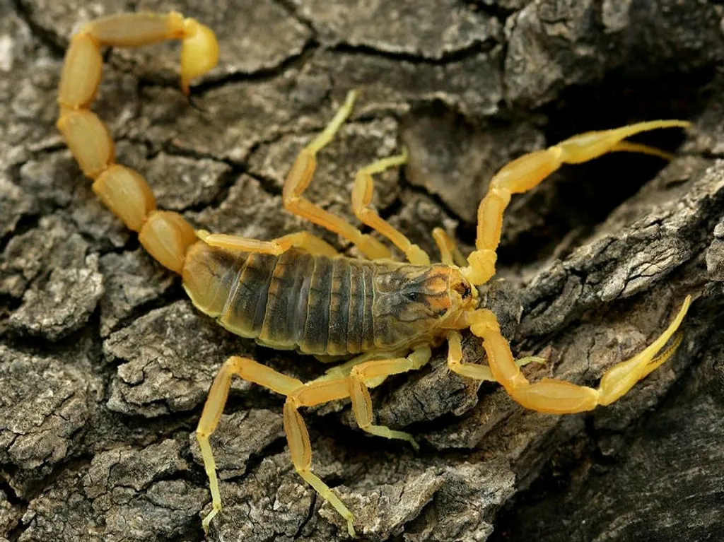 Bark Scorpion (Centruroides exilicaudatus)