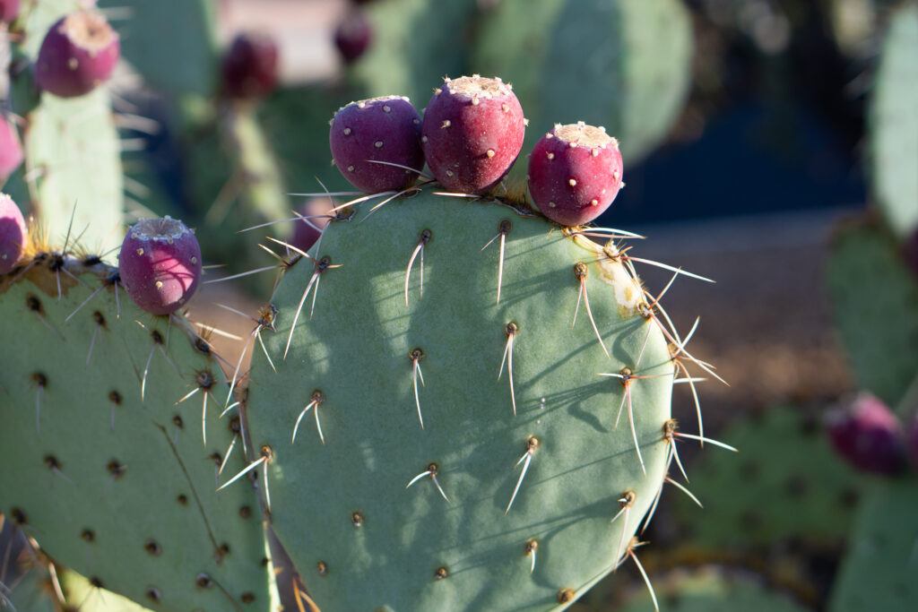 10 Fruits Rich in Calcium and Vitamin A