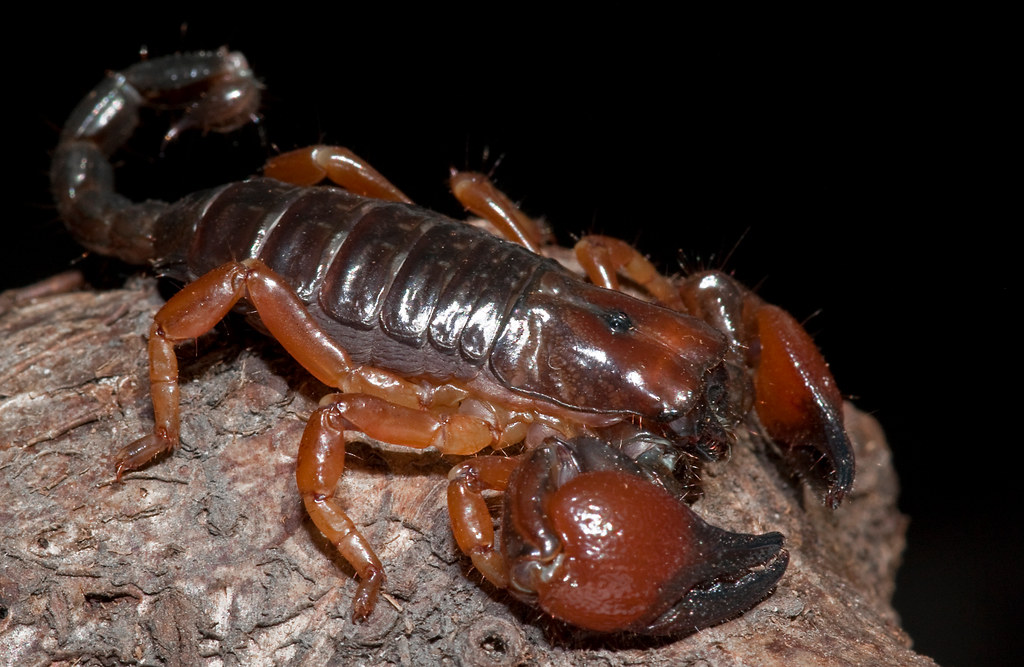 Bark Scorpion (Centruroides exilicaudatus)