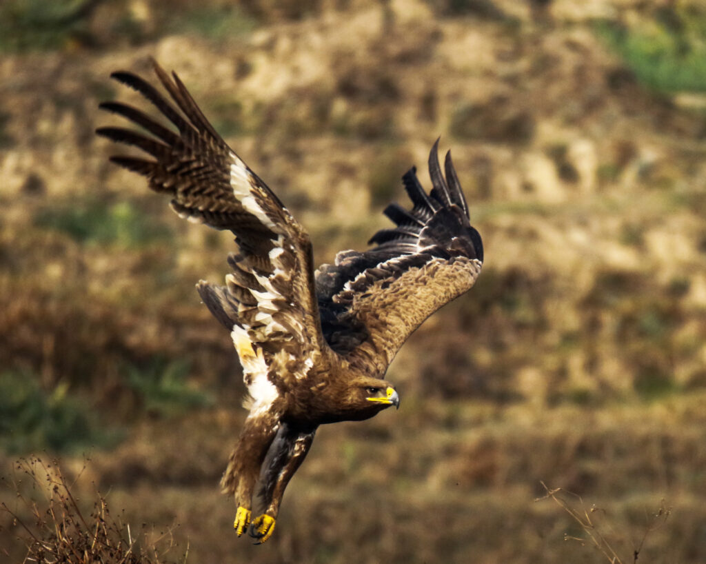 Top 10 Hunting Eagles in the World