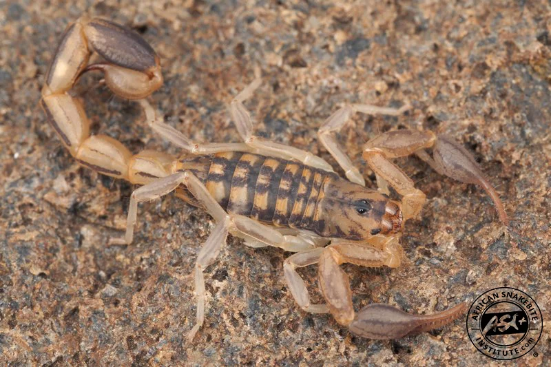 Bark Scorpion (Centruroides exilicaudatus)