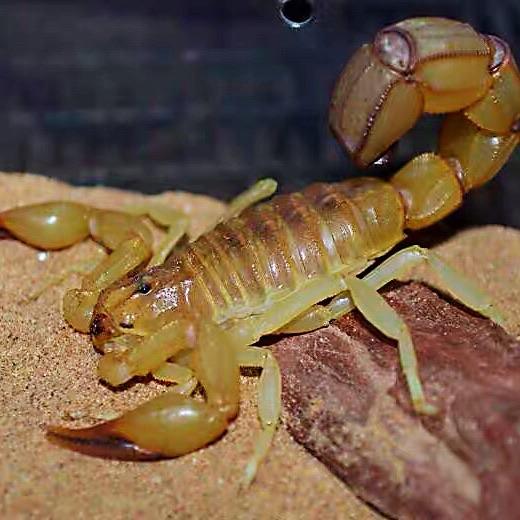 Bark Scorpion (Centruroides exilicaudatus)