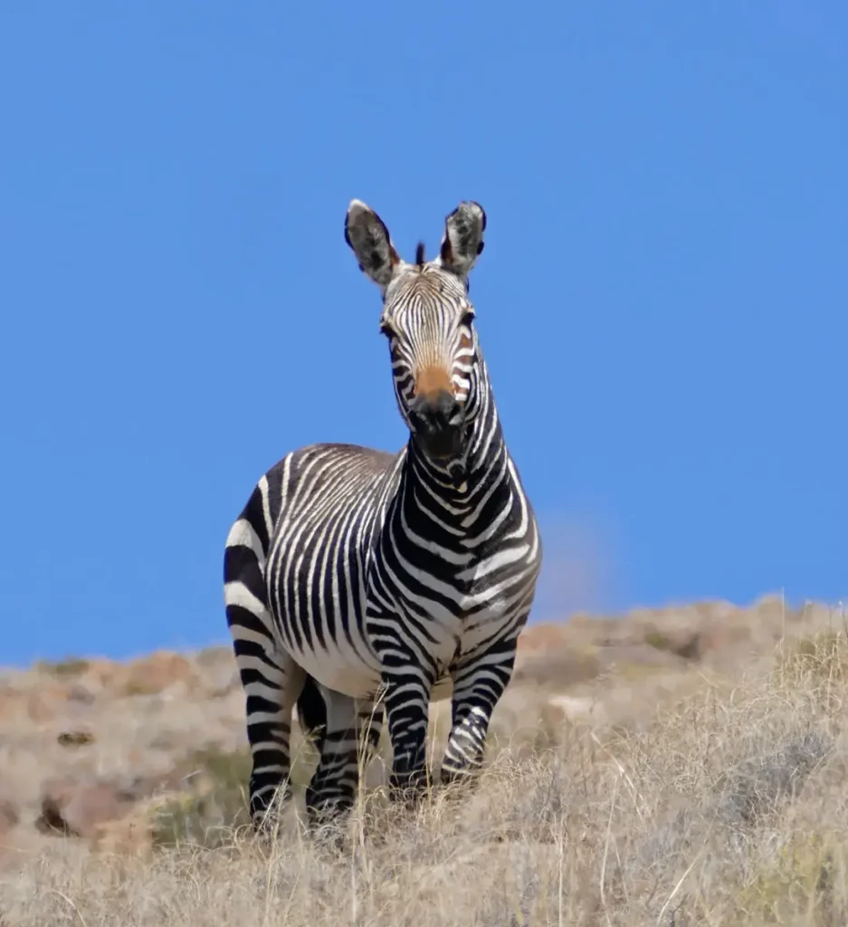 Famous Black and White Animals