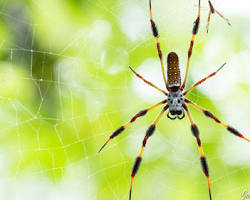 10 Most Beautiful Spiders in the World