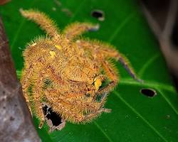 10 Most Beautiful Spiders in the World