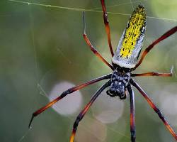 10 Most Beautiful Spiders in the World