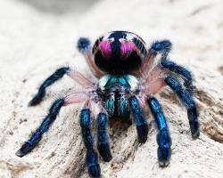 10 Most Beautiful Spiders in the World