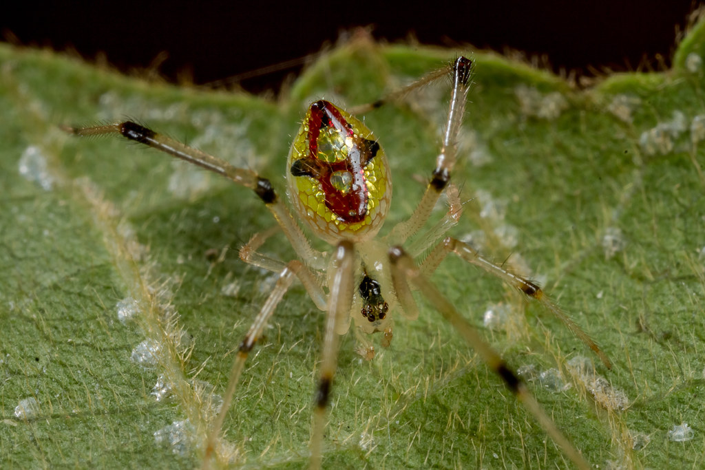 10 Most Beautiful Spiders in the World