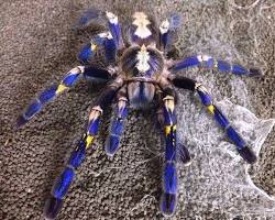 10 Most Beautiful Spiders in the World