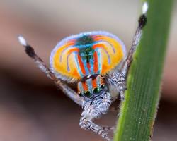 10 Most Beautiful Spiders in the World