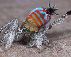 10 Most Beautiful Spiders in the World