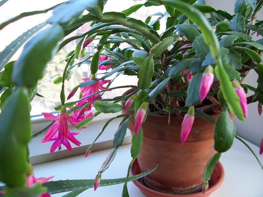 Top 10 flowering plants that only grow in winter indoor