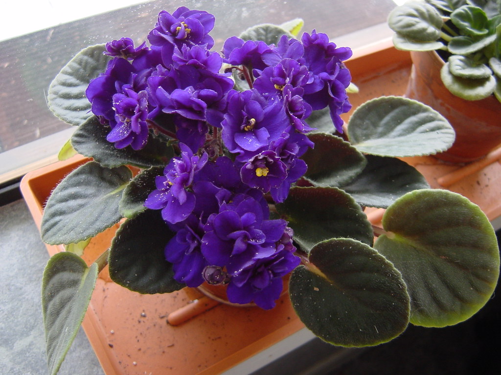 Top 10 flowering plants that only grow in winter indoor