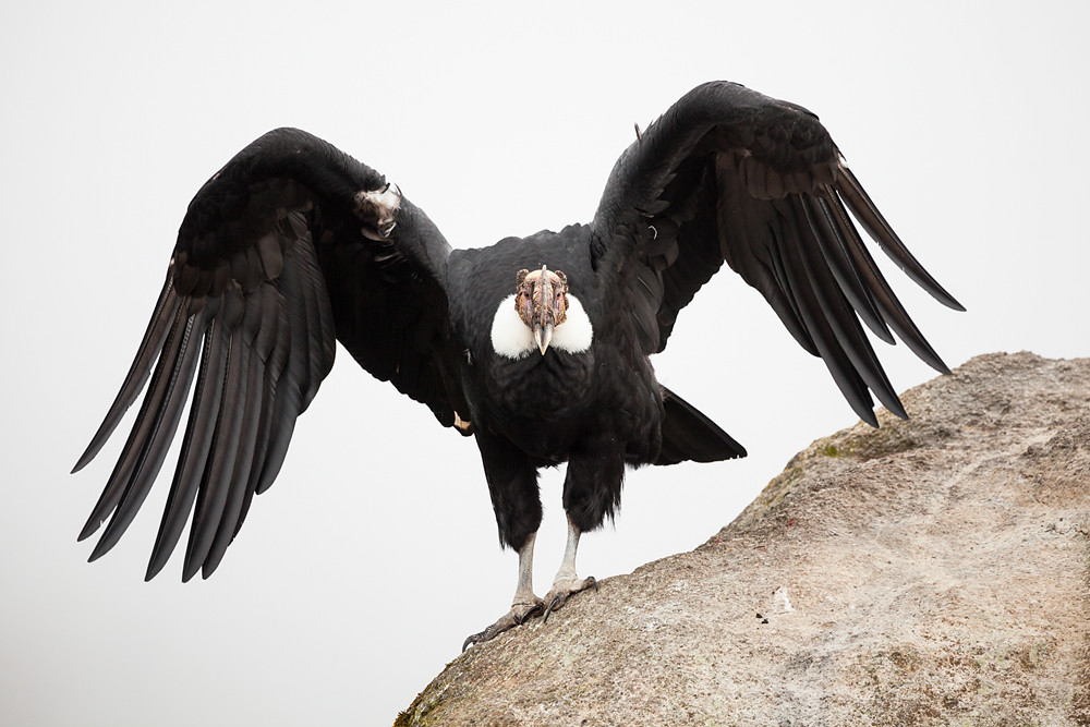 Top 10 Largest Birds in the World by Wings