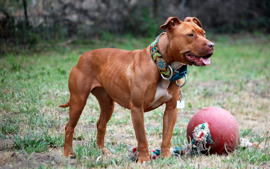 Top 10 Scariest Dog Breeds